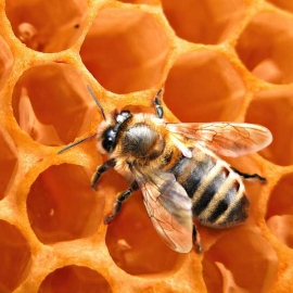 W Małopolsce pszczoły zyskują na popularności