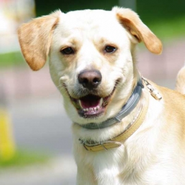 Chcesz, by psy z Grupy Ratownictwa Specjalnego, które ratują nasze życie dostały tonę karmy?